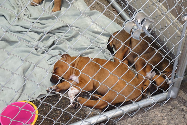 Warren County Sanctuary Seeks Help After Rescuing 18 Puppies from Suspected Hoarding Conditions