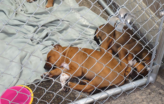 Warren County Sanctuary Seeks Help After Rescuing 18 Puppies from Suspected Hoarding Conditions