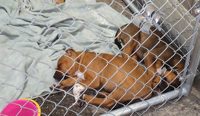 Warren County Sanctuary Seeks Help After Rescuing 18 Puppies from Suspected Hoarding Conditions