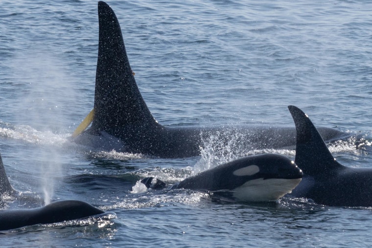 Washington State Mandates Expanded 1,000 Yard Buffer to Protect Endangered Orcas from Vessels