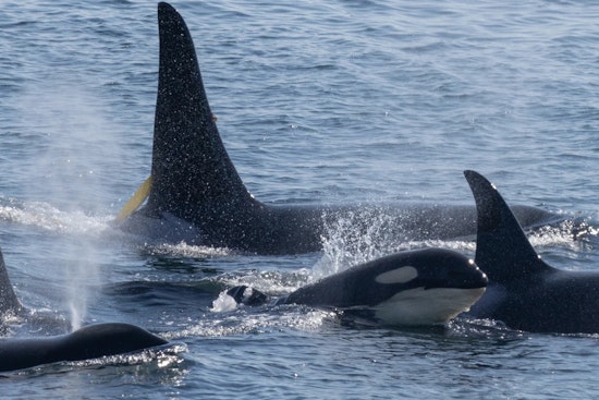 Washington State Mandates Expanded 1,000 Yard Buffer to Protect Endangered Orcas from Vessels