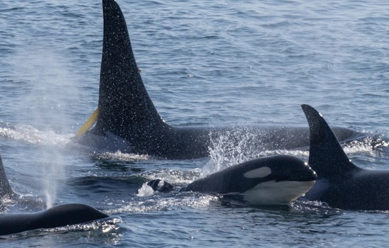 Washington State Mandates Expanded 1,000 Yard Buffer to Protect Endangered Orcas from Vessels