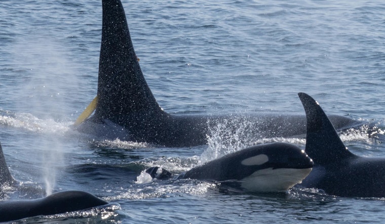 Washington State Mandates Expanded 1,000 Yard Buffer to Protect Endangered Orcas from Vessels