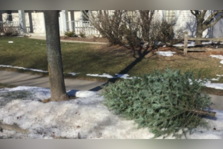 Waukesha Offers Curbside Christmas Tree Pickup Service Throughout January
