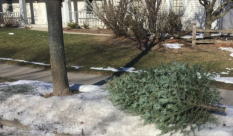 Waukesha Offers Curbside Christmas Tree Pickup Service Throughout January