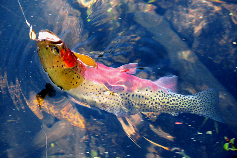 WDFW Seeks Public Input on Native Trout Policy at Virtual Town Hall