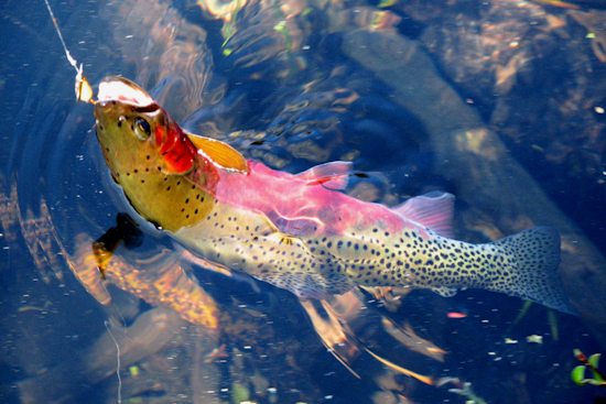 WDFW Seeks Public Input on Native Trout Policy at Virtual Town Hall