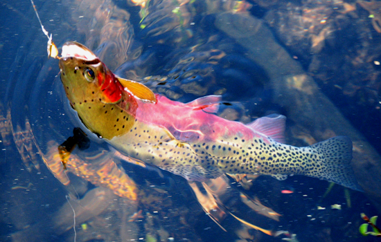 WDFW Seeks Public Input on Native Trout Policy at Virtual Town Hall