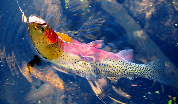 WDFW Seeks Public Input on Native Trout Policy at Virtual Town Hall