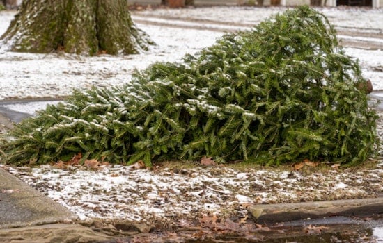 West Allis Offers Eco-Friendly Tips for Disposing of Christmas Trees and Holiday Decorations