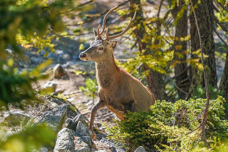 Wilmington Man Ordered to Pay Record $39,696 for Illegal Deer Hunting, Receives 10-Year Hunting Ban