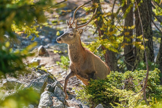 Wilmington Man Ordered to Pay Record $39,696 for Illegal Deer Hunting, Receives 10-Year Hunting Ban
