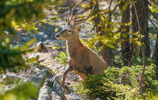 Wilmington Man Ordered to Pay Record $39,696 for Illegal Deer Hunting, Receives 10-Year Hunting Ban