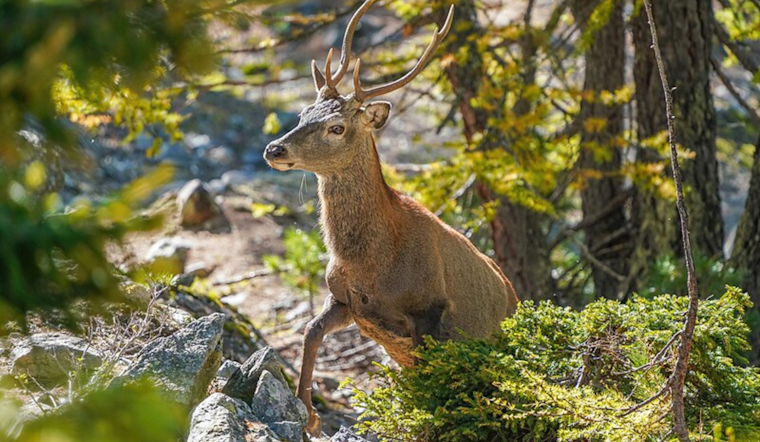 Wilmington Man Ordered to Pay Record $39,696 for Illegal Deer Hunting, Receives 10-Year Hunting Ban