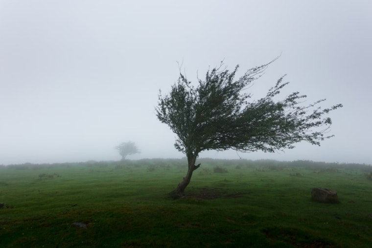 Wind Advisory Issued for DC Area Amid Gusty Conditions, Power Outages and Fallen Tree Limbs Possible