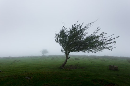 Wind Advisory Issued for DC Area Amid Gusty Conditions, Power Outages and Fallen Tree Limbs Possible