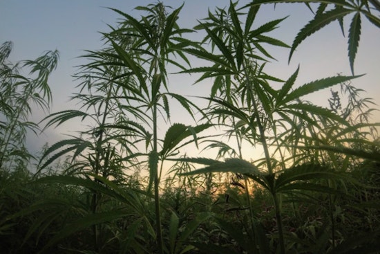 Zkittlez Reigns as Arizona's Top New Cannabis Strain of 2024 Amidst Growing Industry