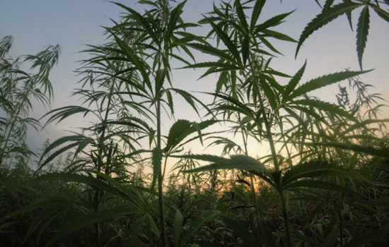 Zkittlez Reigns as Arizona's Top New Cannabis Strain of 2024 Amidst Growing Industry