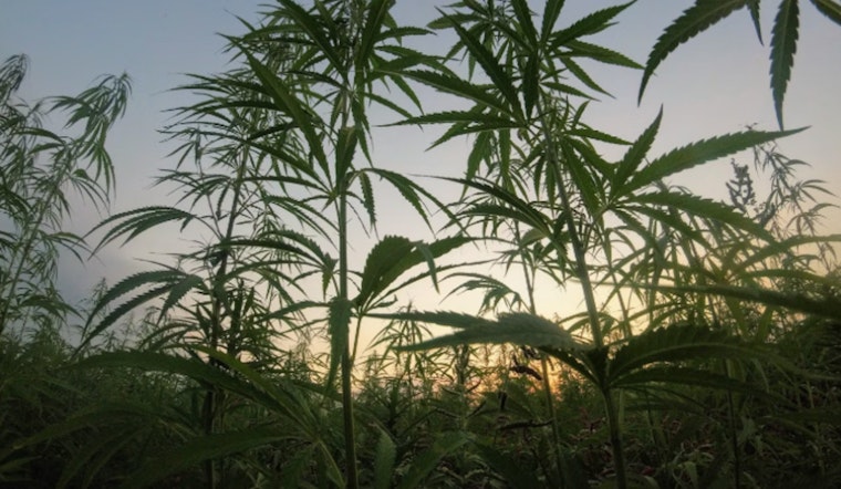 Zkittlez Reigns as Arizona's Top New Cannabis Strain of 2024 Amidst Growing Industry