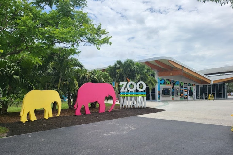 Zoo Miami's Veteran Lion Kwame Sails Through Health Exam Ahead of Weekend Public Viewing