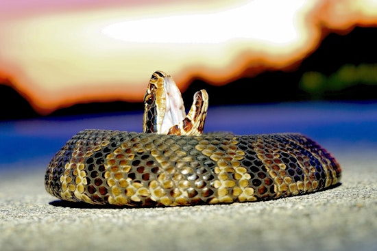 7-Year-Old Survives Suspected Water Moccasin Dry Bite During Hide-and-Seek at Florida Park
