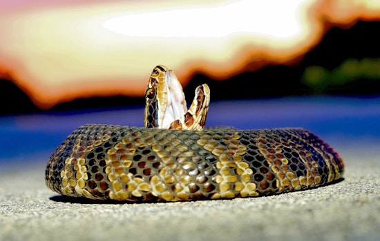 7-Year-Old Survives Suspected Water Moccasin Dry Bite During Hide-and-Seek at Florida Park