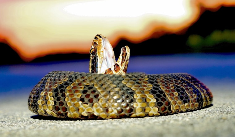 7-Year-Old Survives Suspected Water Moccasin Dry Bite During Hide-and-Seek at Florida Park