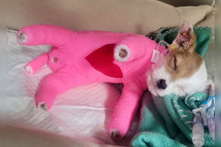 Alpharetta Community Mourns as Elsie, Puppy Scalded by Boiling Water, Dies Despite Rescue Efforts