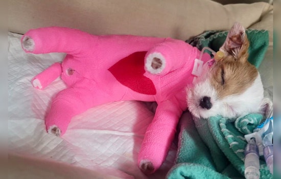 Alpharetta Community Mourns as Elsie, Puppy Scalded by Boiling Water, Dies Despite Rescue Efforts