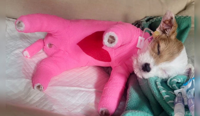 Alpharetta Community Mourns as Elsie, Puppy Scalded by Boiling Water, Dies Despite Rescue Efforts