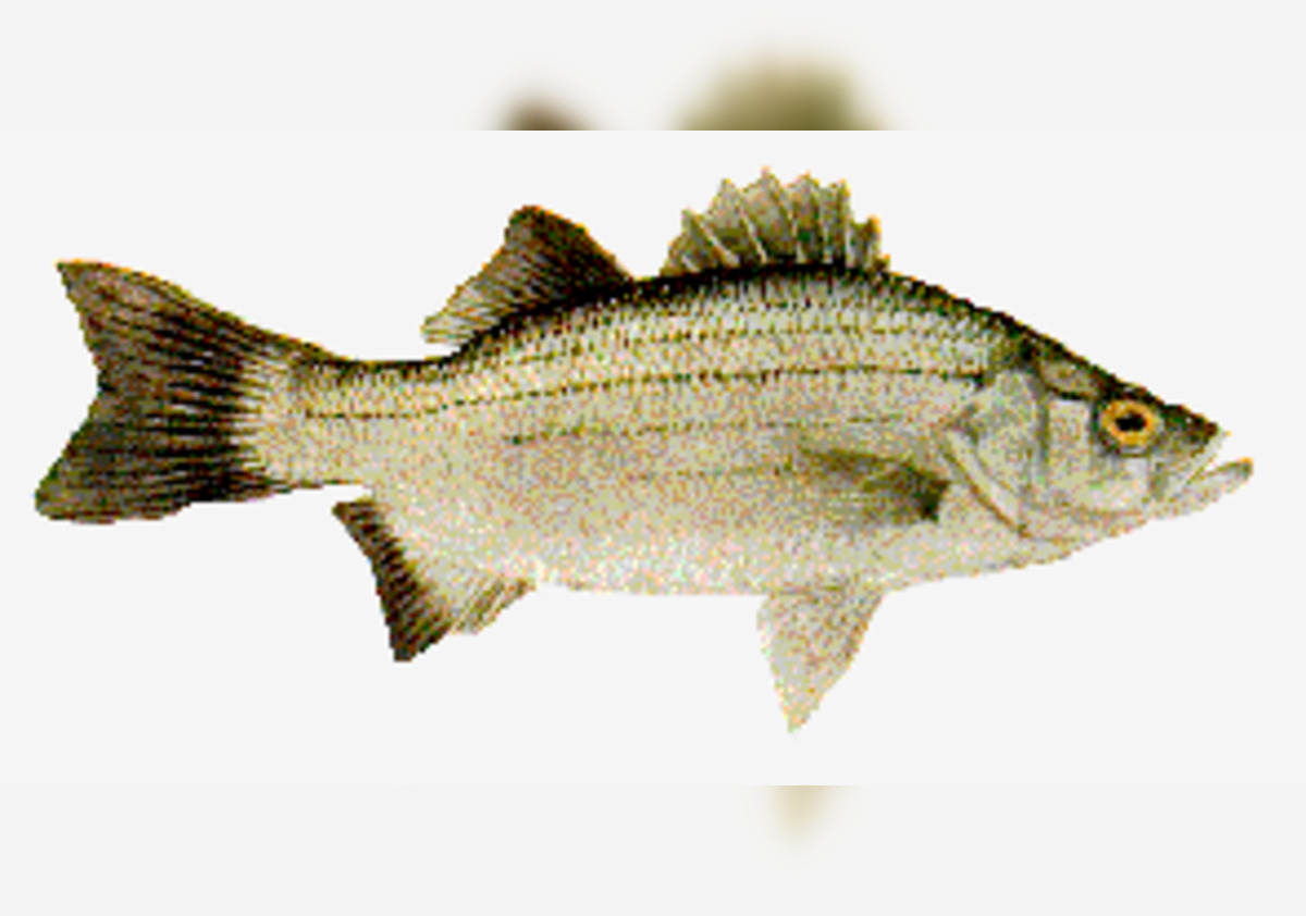 Anglers Rejoice, Texas White Bass Run in Full Swing, TPWD Forecasts