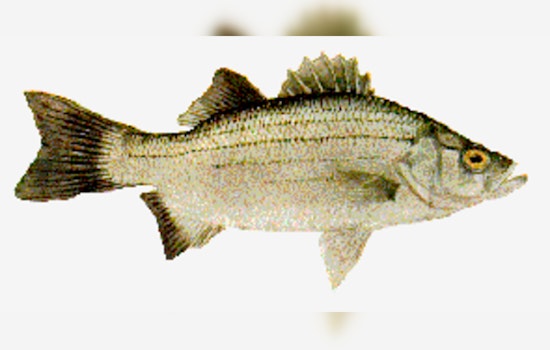 Anglers Rejoice, Texas White Bass Run in Full Swing, TPWD Forecasts Bountiful Season