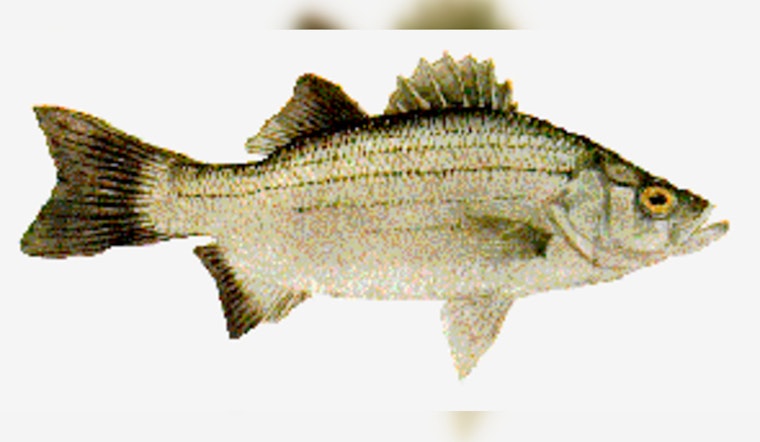 Anglers Rejoice, Texas White Bass Run in Full Swing, TPWD Forecasts Bountiful Season