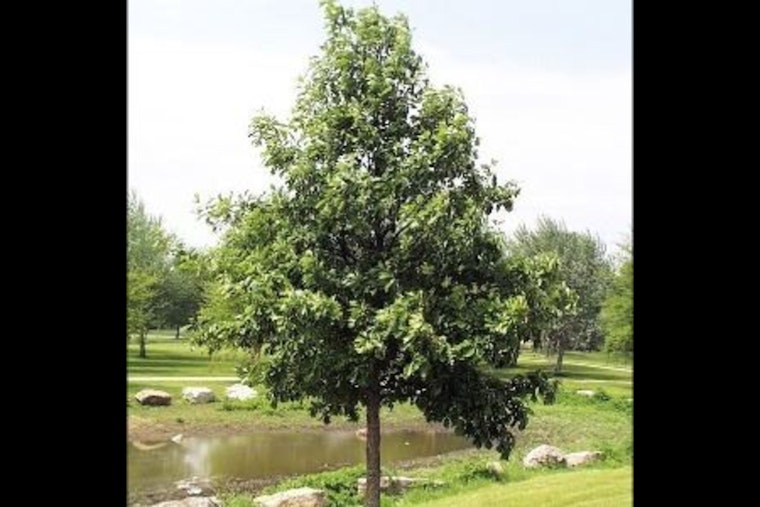 Apple Valley Kicks Off Annual Tree & Shrub Sale for Residents, Limited Quantities Available