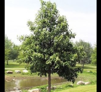 Apple Valley Kicks Off Annual Tree & Shrub Sale for Residents, Limited Quantities Available