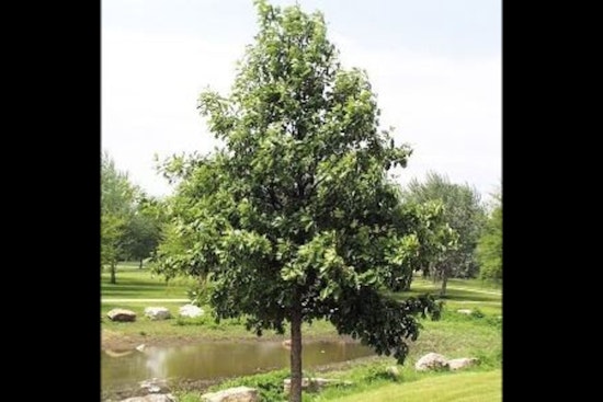 Apple Valley Kicks Off Annual Tree & Shrub Sale for Residents, Limited Quantities Available