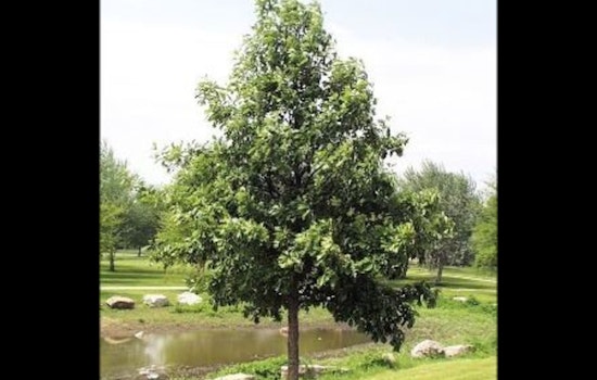 Apple Valley Kicks Off Annual Tree & Shrub Sale for Residents, Limited Quantities Available