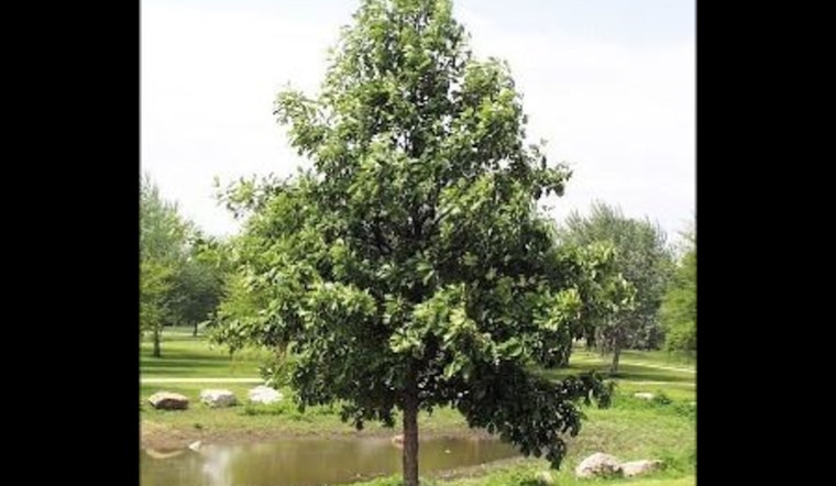Apple Valley Kicks Off Annual Tree & Shrub Sale for Residents, Limited Quantities Available