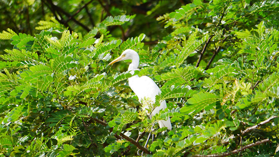 Arlington Braces for Annual Egret Invasion with Peacekeeping Campaign