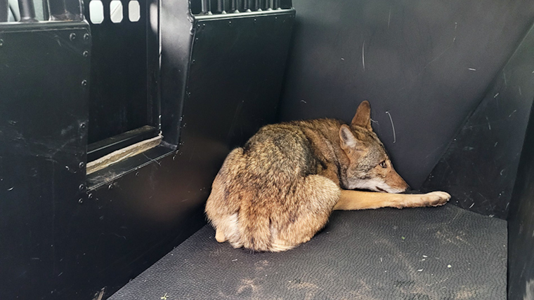 Arlington Coyote Accused of Attacking Children Captured, Euthanized Amid Public Safety Concerns