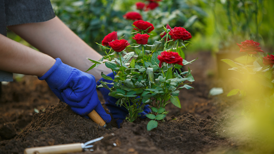 Arlington Gardens Plagued by Rose Rosette Disease, Officials Offer Alternatives to Affected Floras