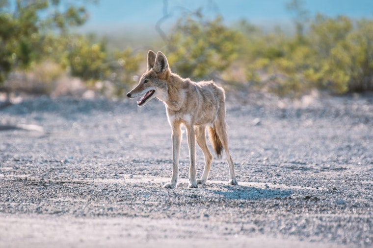 Arlington Park Coyote Linked to Child Attacks Tested Negative for Rabies as City Focuses on Public Safety