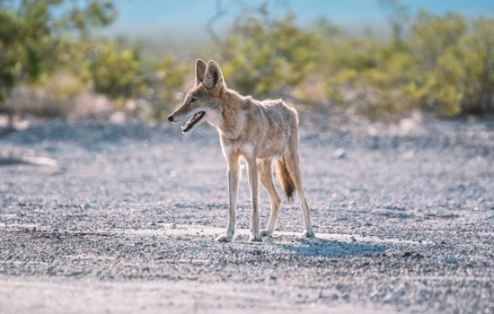 Arlington Park Coyote Linked to Child Attacks Tested Negative for Rabies as City Focuses on Public Safety