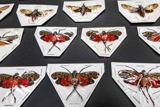 ASU’s New Forensic Frontier Unveils the Secret World of Black Market Bugs