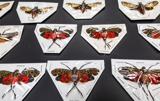 ASU’s New Forensic Frontier Unveils the Secret World of Black Market Bugs