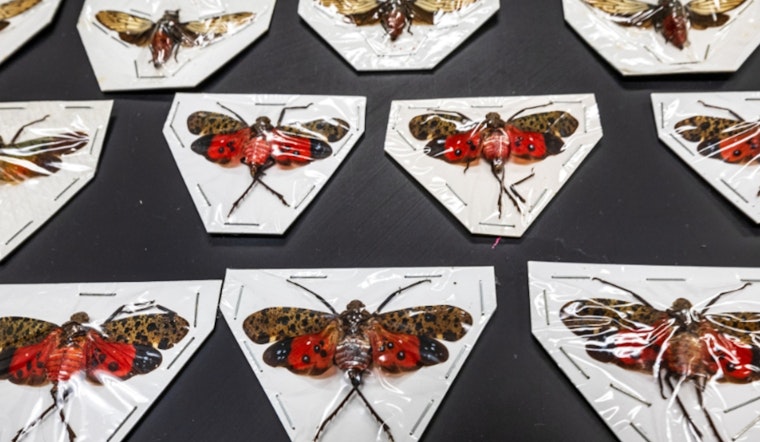 ASU’s New Forensic Frontier Unveils the Secret World of Black Market Bugs