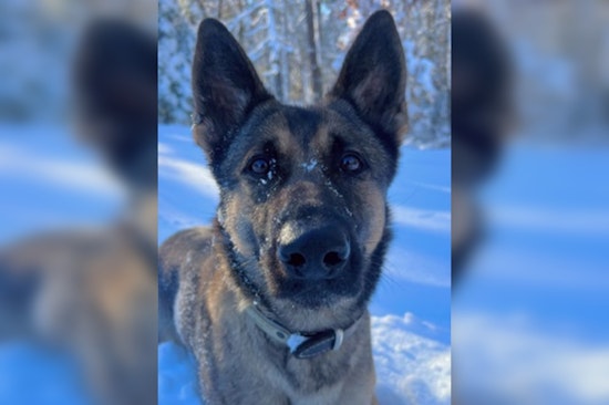 Auburn Police K9 Biza Hailed as 'Furry Hero' after Locating Missing 12-Year-Old in Pakachoag Hill Area