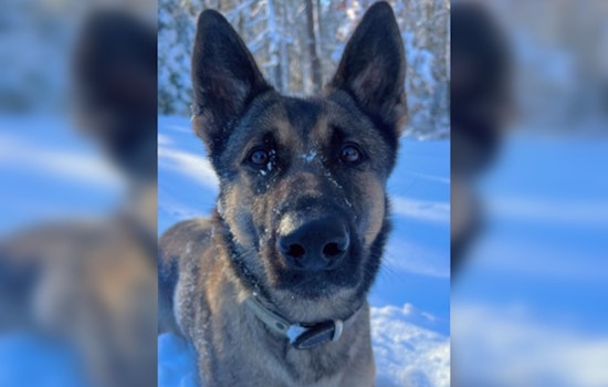 Auburn Police K9 Biza Hailed as 'Furry Hero' after Locating Missing 12-Year-Old in Pakachoag Hill Area