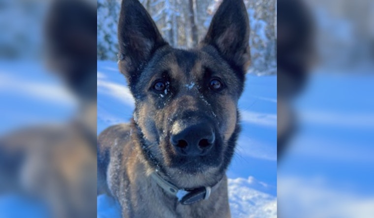 Auburn Police K9 Biza Hailed as 'Furry Hero' after Locating Missing 12-Year-Old in Pakachoag Hill Area
