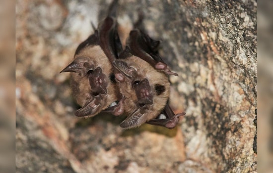 Austin Nonprofit to the Rescue, Bats Saved from Adhesive Bird Repellent's Sticky Grip